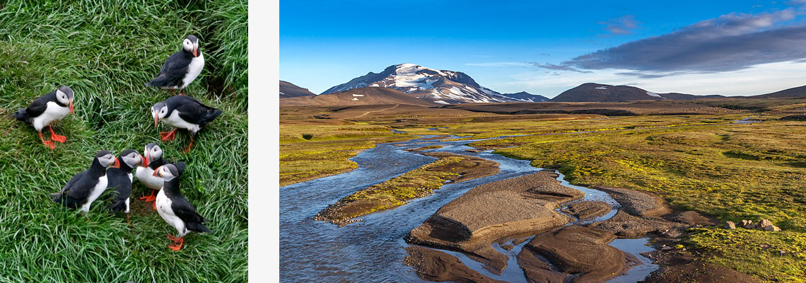 Islandurlaub Osten Ostfjorde Papageitaucher Snaefell