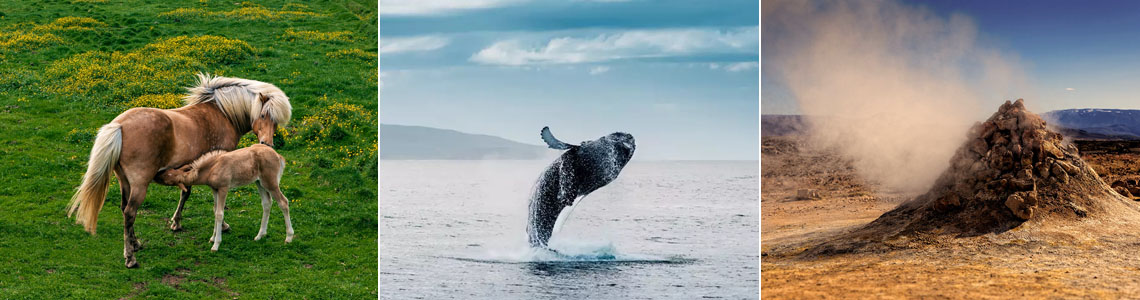 Islandurlaub Reiten Whale Watching Geothermie