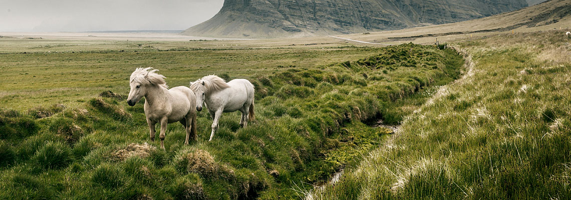 Islandurlaub Reiten mit Islandpferden Islandurlaub 2 weiße Pferde in der Landschaft