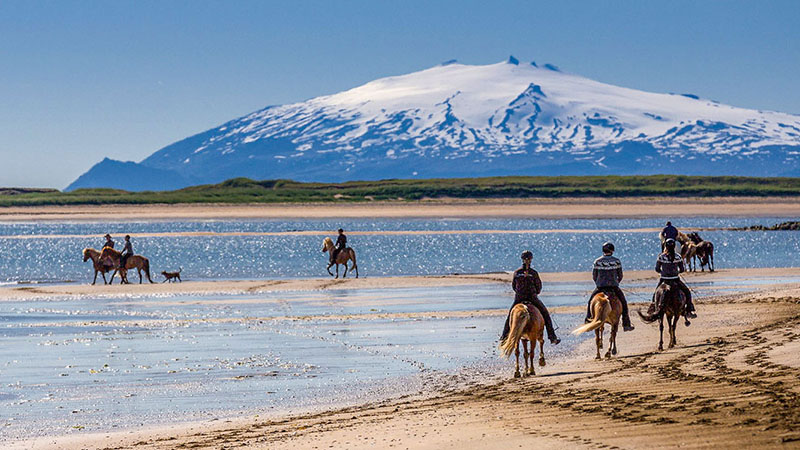 Islandurlaub und Reiten mit Islandpferden