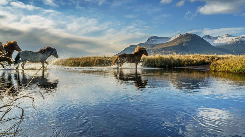 Islandreisen Islandpferde an einem Fluss